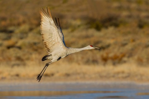 Sandhill Crane Grus canadensis tabida Bosque del Apache National Wildlife Refuge, New Mexico,