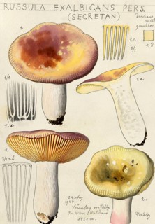 Mushroom, Mushrooms, Fading russula or Fading birch russula, Russula exalbicans, syn. Russula