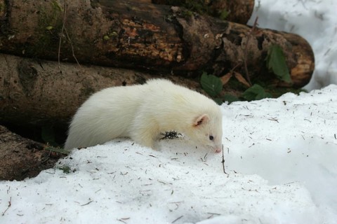 Ferret (Mustela putorius furo) in the snow, comes out from under a pile of wood, pet keeping,