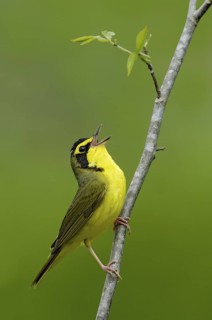 Kentucky Warbler (Geothlypis formosa) singing, Texas, USA