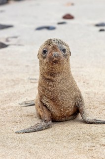 Sea lion pup (Zalophus wollebaeki), San Cristobal, Galapagos, Ecuador