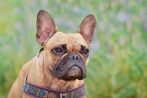 Portrait of fawn colored French Bulldog dog in front of blurry green nature background