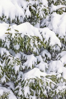 Snowy spruce branches in a forest at winter. Sweden