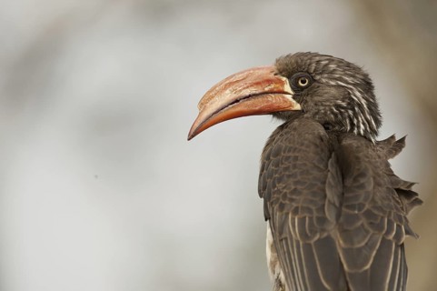 Crowned Hornbill (Lophoceros alboterminatus), South Africa