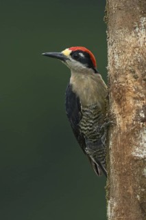 Black-cheeked Woodpecker (Melanerpes pucherani), Costa Rica