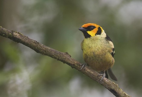 Flame-faced Tanager (Tangara parzudakii), Pichincha, Ecuador