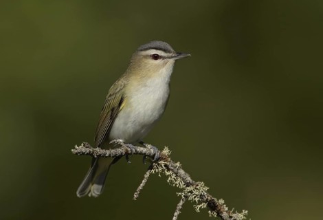 Red-eyed Vireo (Vireo olivaceus), Minnesota, USA