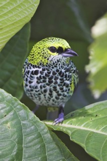 Speckled Tanager (Tangara guttata), Costa Rica