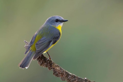 Eastern Yellow Robin (Eopsaltria australis), Victoria, Australia