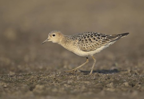 Buff-breasted Sandpiper (Calidris subruficollis), Ohio, USA
