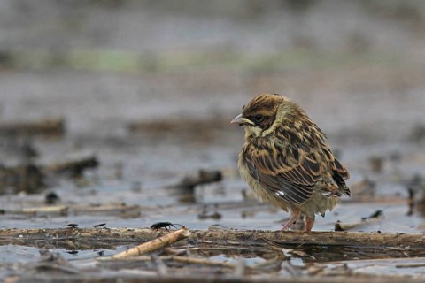 Common Reed Bunting (Emberiza schoeniclus) juvenile, Lower Saxony, Germany