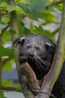 One binturong (Arctictis binturong), or bearcat balancing over branches framed by green leafs
