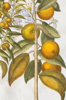 Bitter orange and orange with blossoms, hand-coloured copperplate engraving by Basilius Besler,