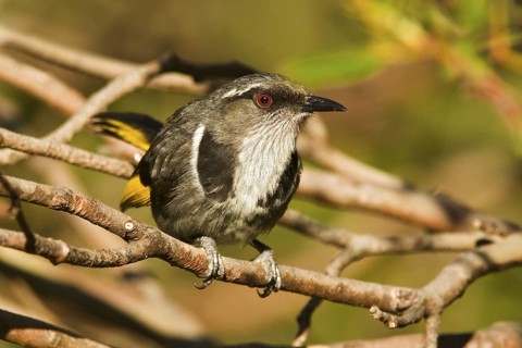 Crescent Honeyeater (Phylidonyris pyrrhopterus), Tasmania, Australia