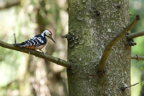 White-Backed Woodpecker (Dendrocopos leucotos) male perched on a branch, Baden-Wuerttemberg,