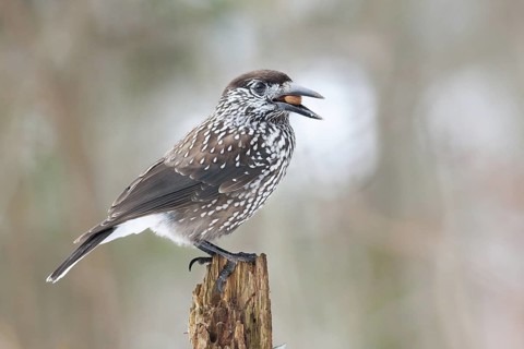 Spotted Nutcracker (Nucifraga caryocatactes), Bavaria, Germany