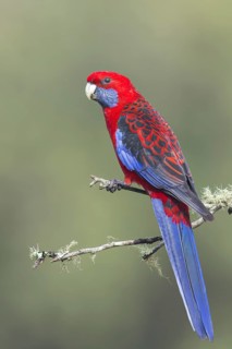 Crimson Rosella (Platycercus elegans) perched on a branch in eastern Australia
