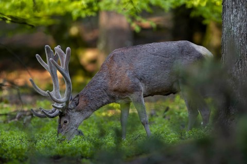 The red deer (Cervus elaphus) savours the fresh shoots of the bilberry, in mid-July the new antlers