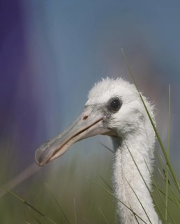 Eurasian Spoonbill (Platalea leucorodia) juvenile, Schleswig-Holstein, Germany