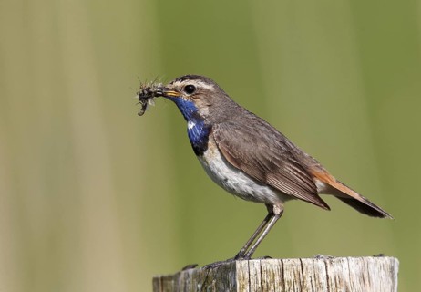 Bluethroat (Luscinia svecica cyanecula) male, Schleswig-Holstein, Germany