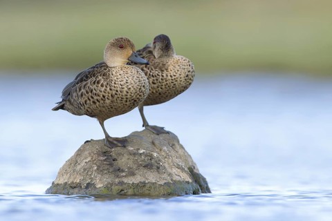 Grey Teal (Anas gracilis), Victoria, Australia