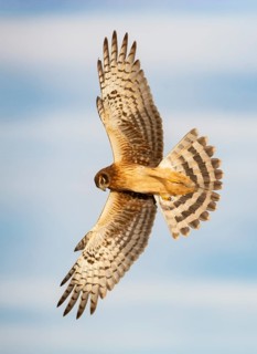 Northern Harrier (Circus hudsonius) flying, Texas, USA