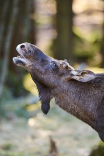 Elk (Alces alces) portrait in a forest, Bavaria, Germany