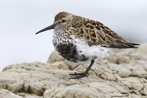 Dunlin (Calidris alpina), Asturias, Spain