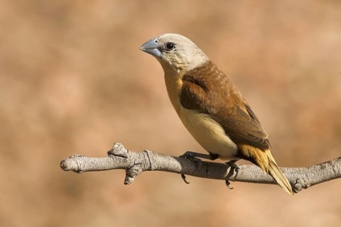 Yellow-rumped Mannikin (Lonchura flaviprymna), Western Australia, Australia