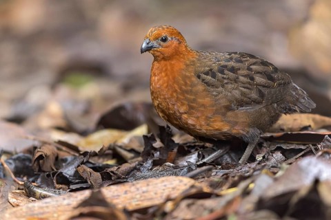 Chestnut Wood-quail (Odontophorus hyperythrus) feeding on the forest floor in Colombia, South