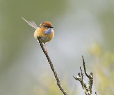 Southern Emu-wren (Stipiturus malachurus) male, Victoria, Australia