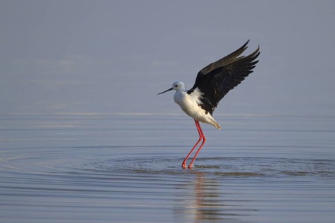 Black-winged Stilt (Himantopus himantopus), Greece