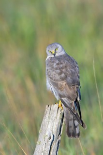 Northern Harrier Circus cyaneus Floodwood, St. Louis County, Minnesota, United States 26 June Adult