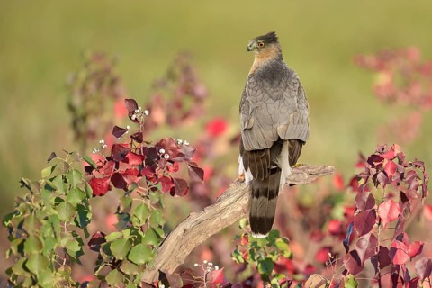 Cooper's Hawk (Accipiter cooperii), Texas, USA