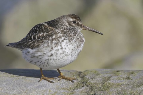 Purple Sandpiper (Calidris maritima), Manitoba, Canada