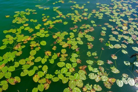 Water lily leaves from the bridge near Tettenhausen am Tachinger See, Waginger See, Chiemgau, Upper