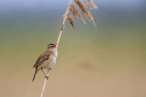 Sedge Warbler (Acrocephalus schoenobaenus) singing, Netherlands
