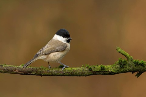 Marsh Tit (Poecile palustris), Utrecht, Netherlands