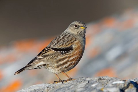 Alpenbraunelle, Alpine Accentor, Prunella collaris, Accenteur alpin, Acentor Alpino