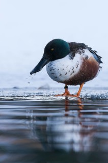 Northern Shoveler (Spatula clypeata) male, Grisons, Switzerland