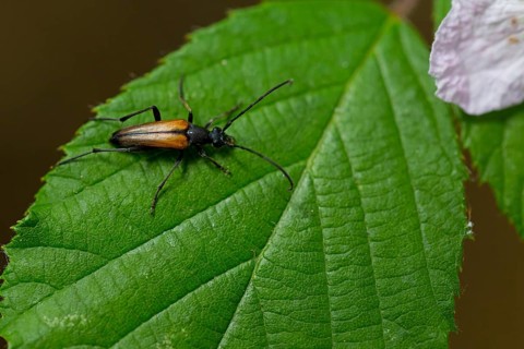 Black-striped longhorn beetle, (Stenurella melanura), animals, insects, family of longhorn beetles,