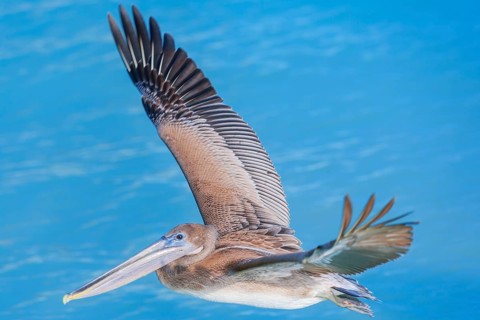 Brown pelican (Pelecanus occidentalis) in flight, Key West, Florida, USA