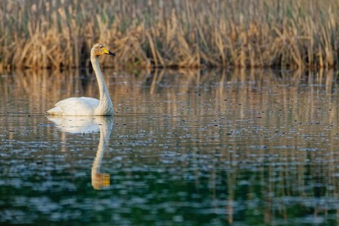 Whooper swan (Cygnus cygnus) swimming peacefully on a calm lake with clear reflection, surrounded