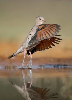 Common Ground Dove (Columbina passerina) at a waterhole, Texas, USA