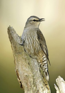 Brown Treecreeper (Climacteris picumnus)