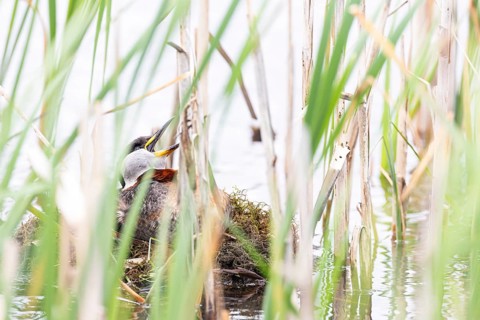 Red-necked Grebe (Podiceps grisegena) sitting on four eggs in its nest with wide open bill,