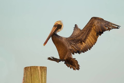 Brown Pelican (Pelecanus occidentalis), Florida, USA