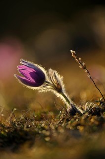Purple flower casts a shadow on the natural ground, Pasque flower (Pulsatilla vulgaris), Upper
