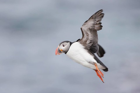 Atlantic Puffin (Fratercula arctica) flying, Iceland