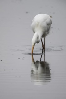 Great White Egret (Ardea alba), Emsland, Lower Saxony, Germany